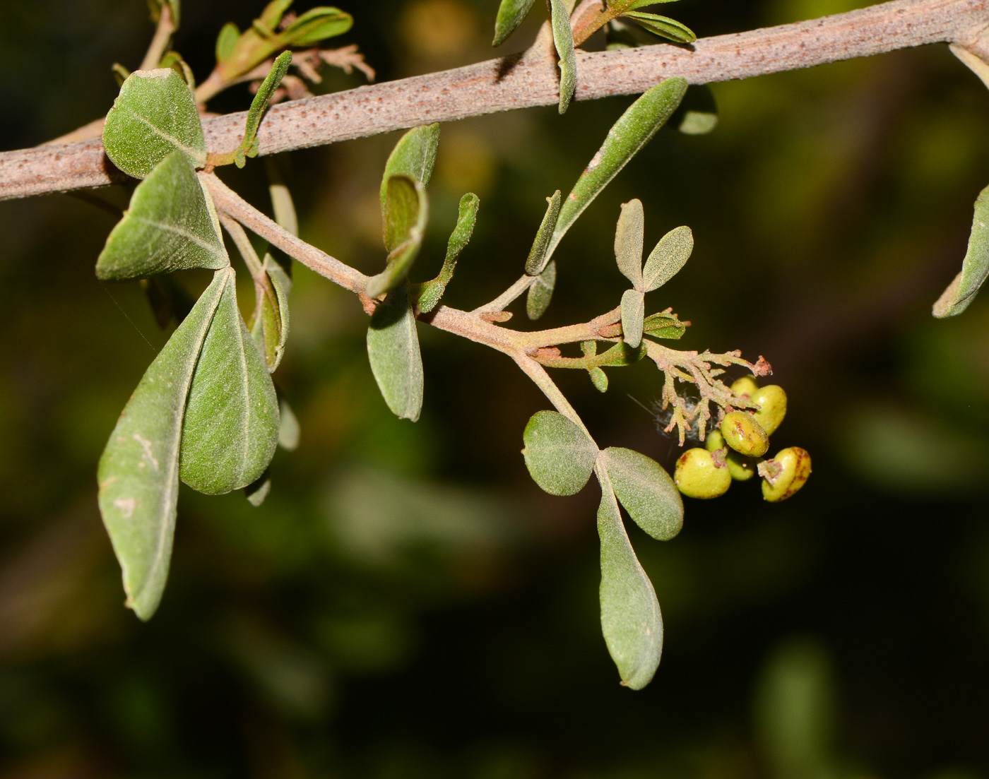 Изображение особи Searsia glauca.