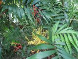 Chamaedorea seifrizii. Листья, соцветие и плоды разного возраста. Австралия, г. Брисбен, ботанический сад. 25.09.2016.