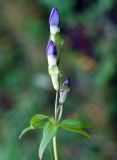 Gentianella auriculata. Верхушка расцветающего растения. Камчатский край, Елизовский р-н, горный массив Вачкажец, горная тундра. 18.08.2016.