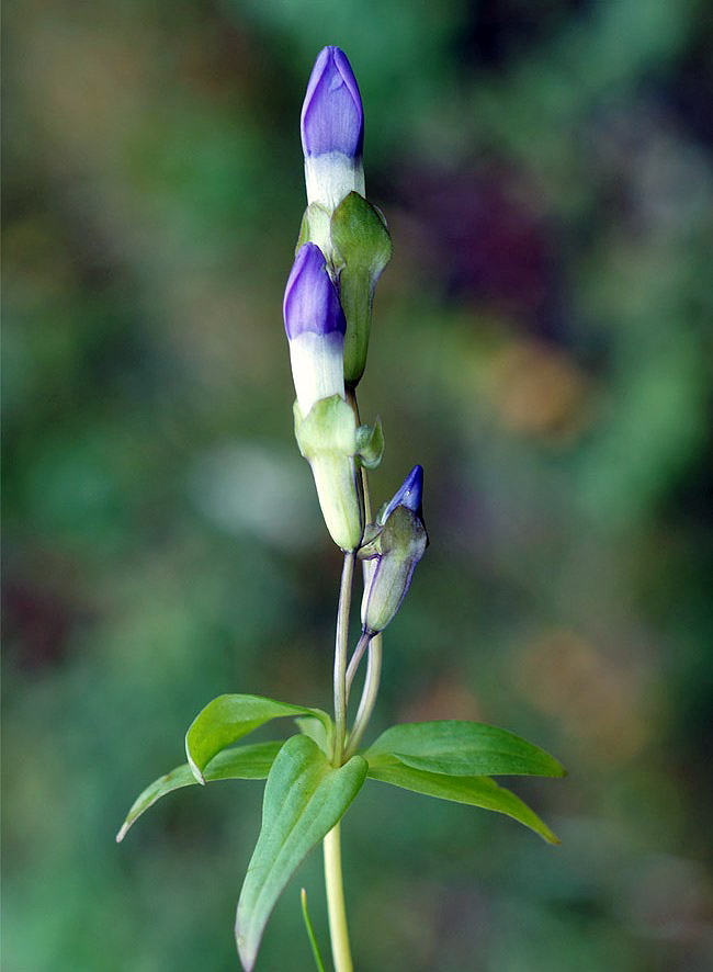 Image of Gentianella auriculata specimen.