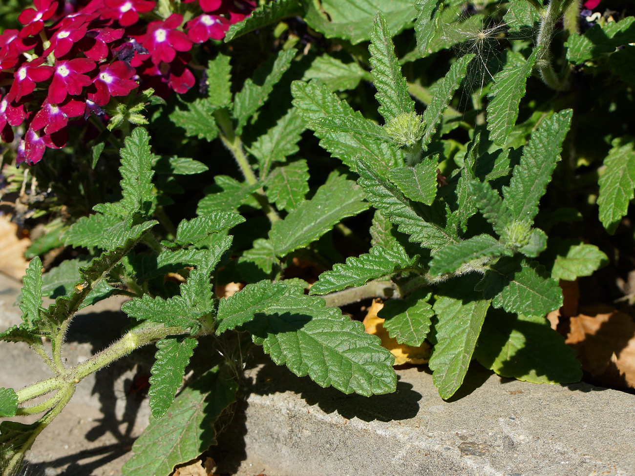 Image of Glandularia × hybrida specimen.