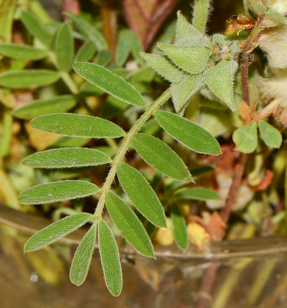 Изображение особи Astragalus epiglottis.