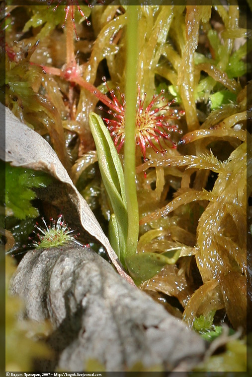 Image of Hammarbya paludosa specimen.