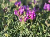 genus Astragalus. Верхушки побегов с соцветиями и листья. Грузия, край Мцхета-Мтианети, окр. с. Дзвели-Ведзиси, выс. 780 м н.у.м., луг, заселённый преимущественно Fabaceae и Brassicaceae. 12.05.2017.