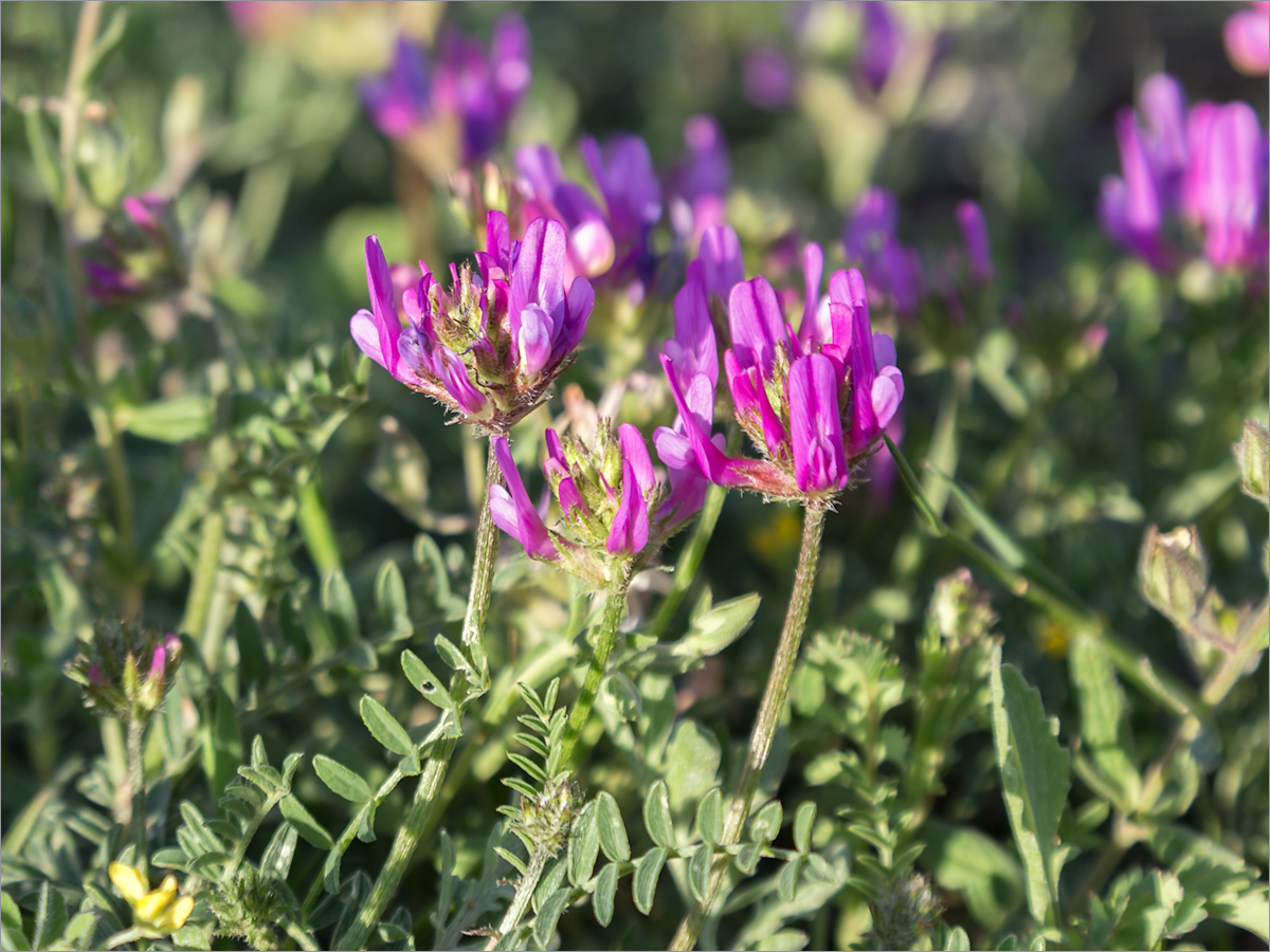 Изображение особи род Astragalus.