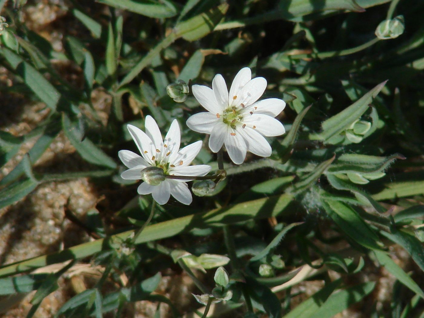 Image of Stellaria dahurica specimen.