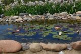 genus Nymphaea. Цветущие растения. Восточный Казахстан, г. Усть-Каменогорск, Архитектурно-ландшафтный музей-заповедник, искусственный водоём. 02.06.2017.