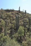 Cephalocereus senilis