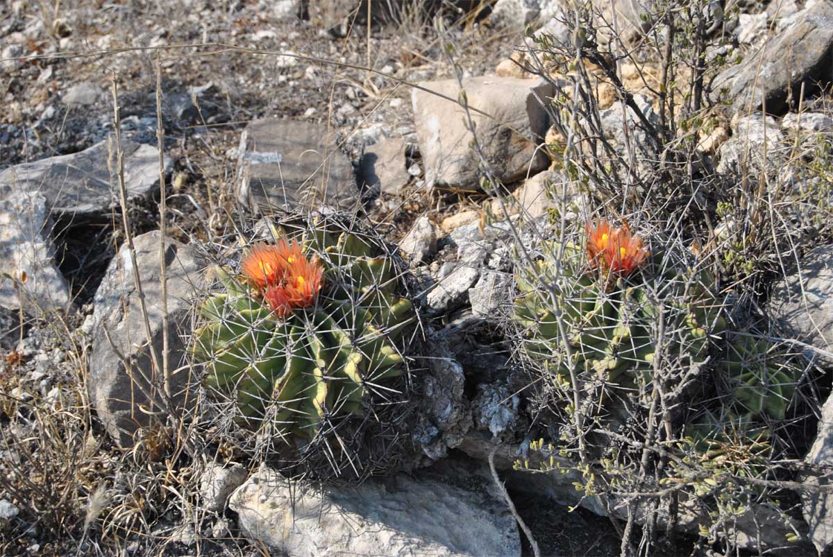 Image of Ferocactus echidne var. rhodanthus specimen.