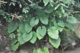 Alocasia acuminata. Листья. Китай, Гуанси-Чжуанский автономный р-н, берег канала, окр. деревни Мингши. 6 марта 2016 г.