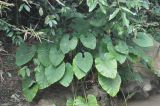 Alocasia acuminata