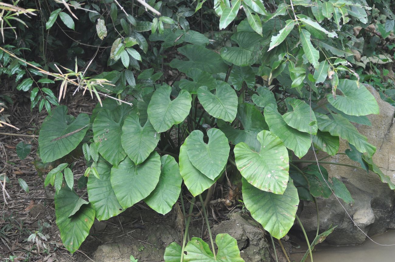 Изображение особи Alocasia acuminata.