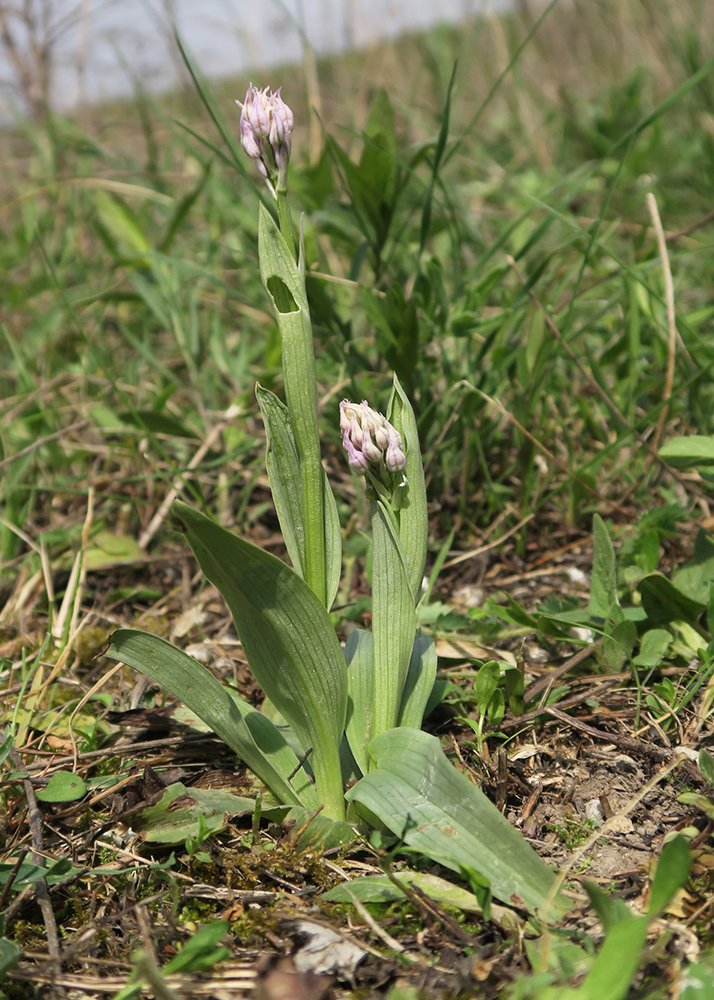 Изображение особи Neotinea tridentata.