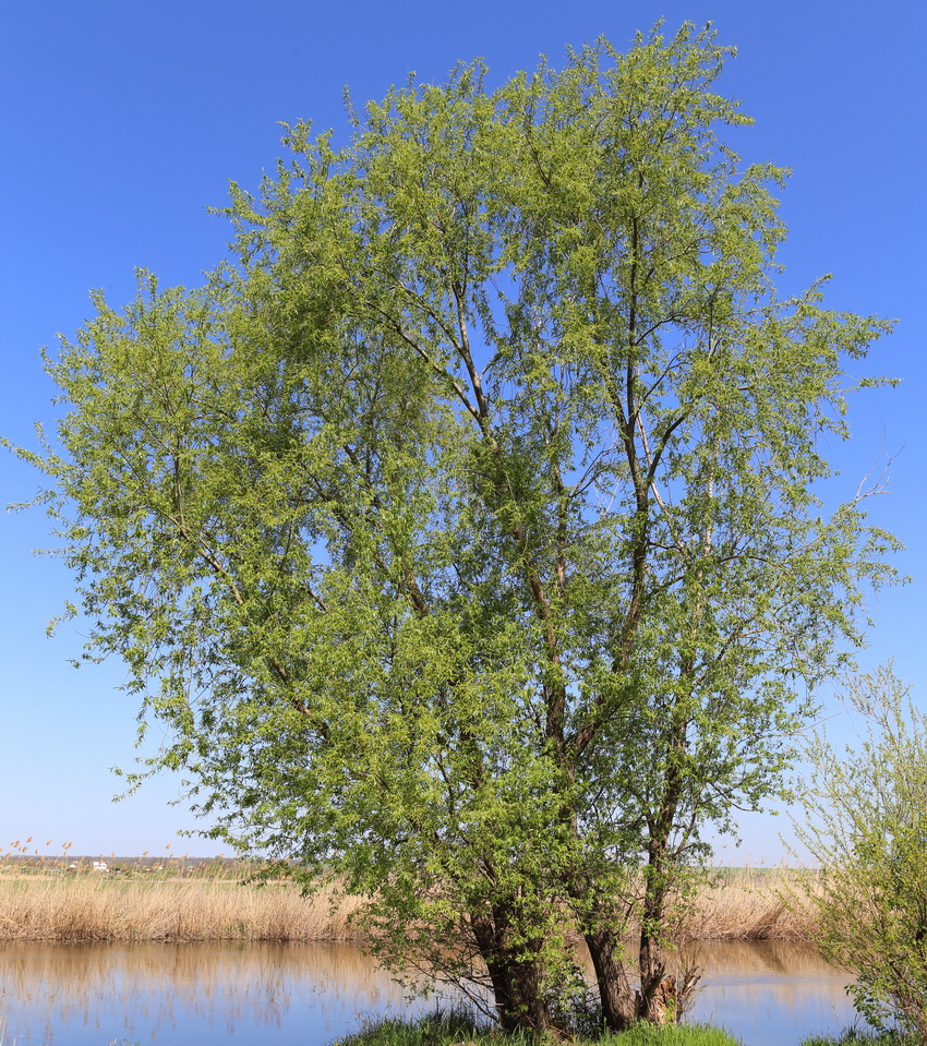 Image of genus Salix specimen.