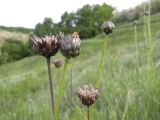 Klasea lycopifolia. Нераскрывшиеся соцветия и прошлогодние соплодия. Днепропетровская обл., балка в верховьях р. Самоткани. 23.05.2010.