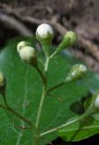 Sorbus torminalis. Часть соцветия с бутонами. Республика Адыгея, Майкопский р-н, ок. 5 км восточнее ст. Даховская, хребет Скалистый (Уна-Коз), лиственный лес, у грунтовой дороги. 05.05.2018.