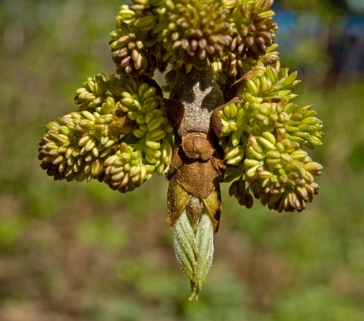 Изображение особи Fraxinus pennsylvanica.