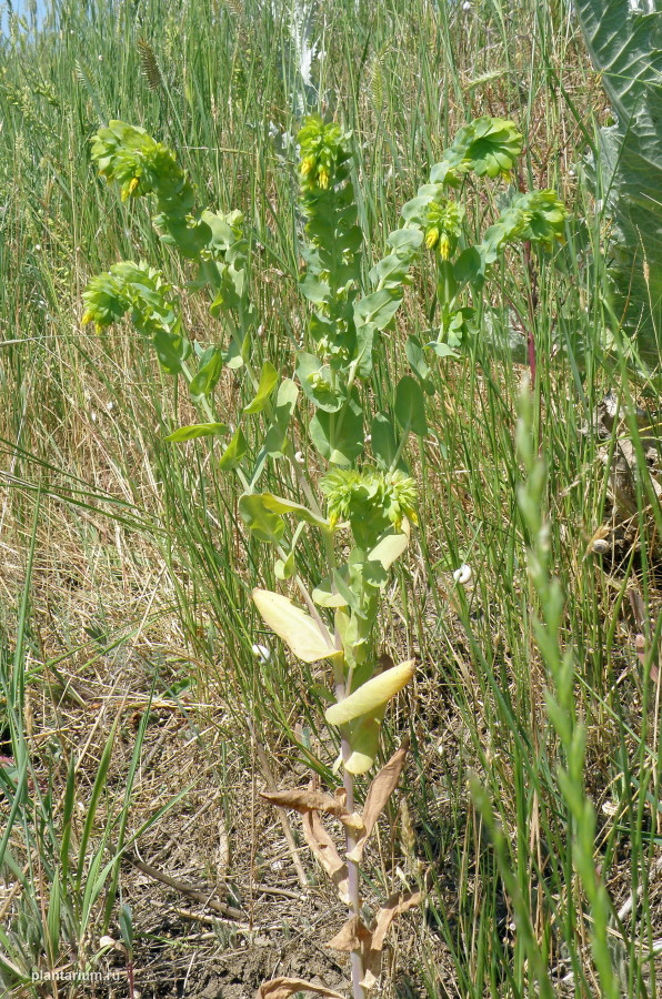 Image of Cerinthe minor specimen.