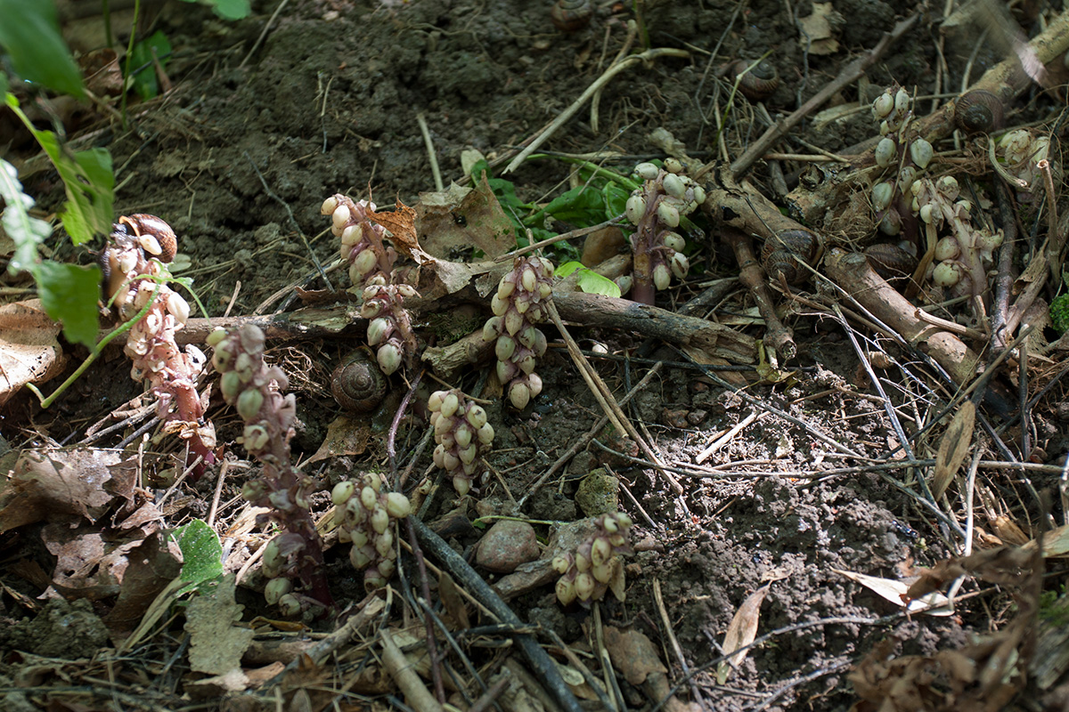 Image of Lathraea squamaria specimen.