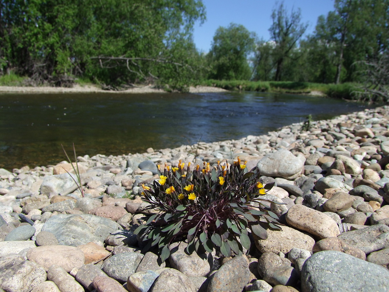 Image of Crepis nana specimen.