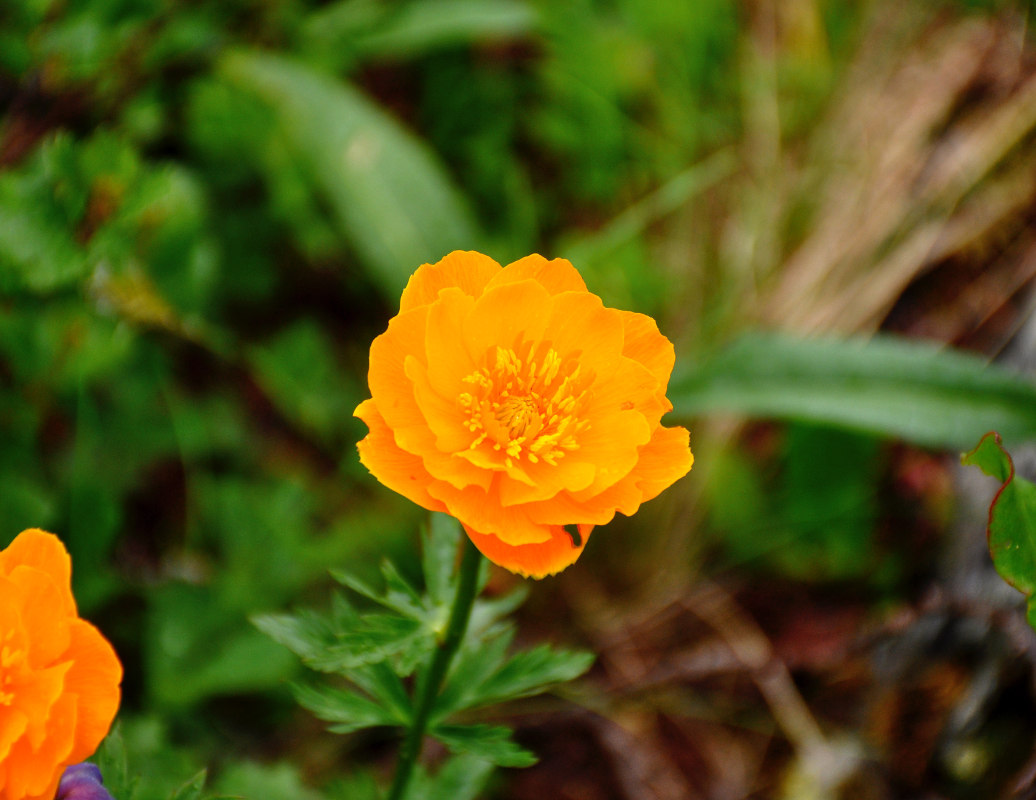 Image of Trollius asiaticus specimen.