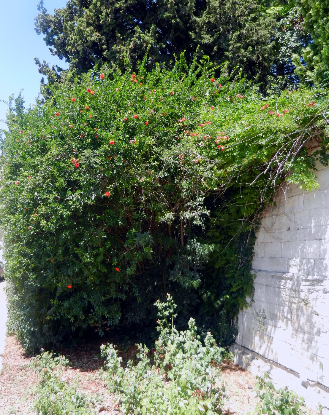 Image of Punica granatum specimen.