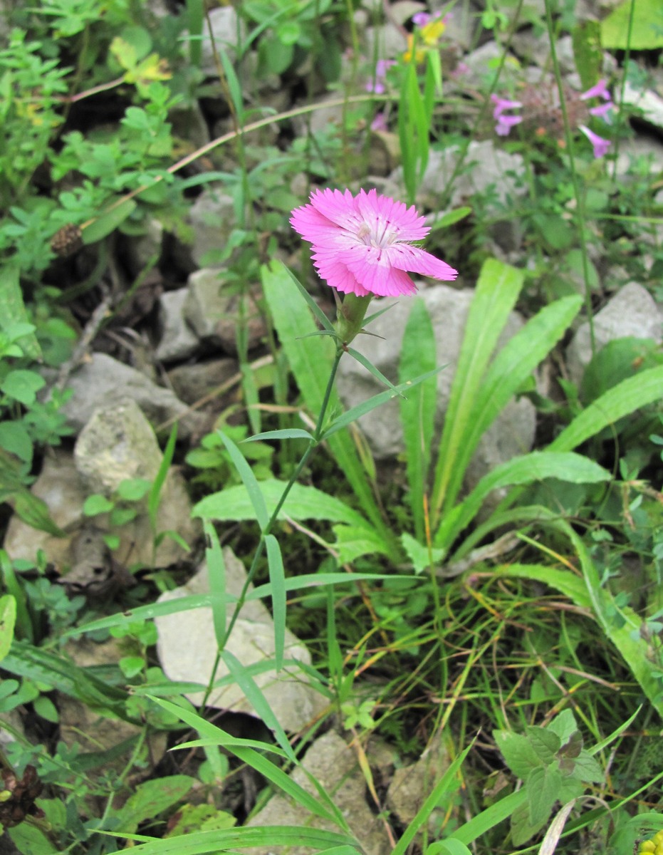 Image of Dianthus caucaseus specimen.