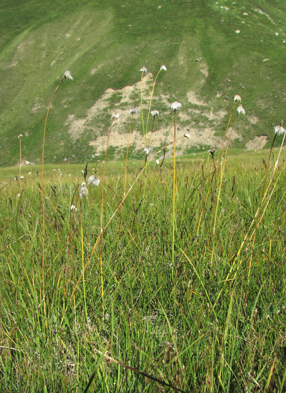 Image of Eriophorum vaginatum specimen.