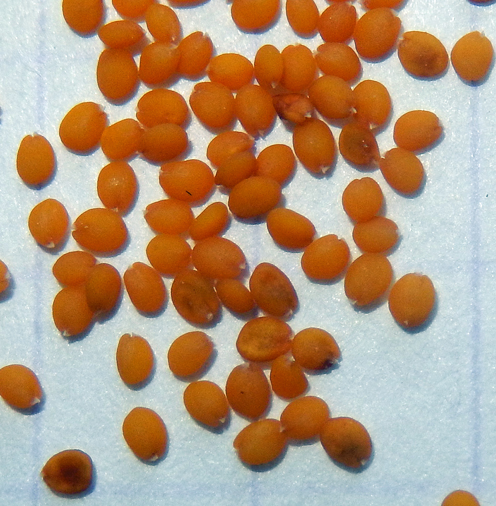 Image of Noccaea macrantha specimen.