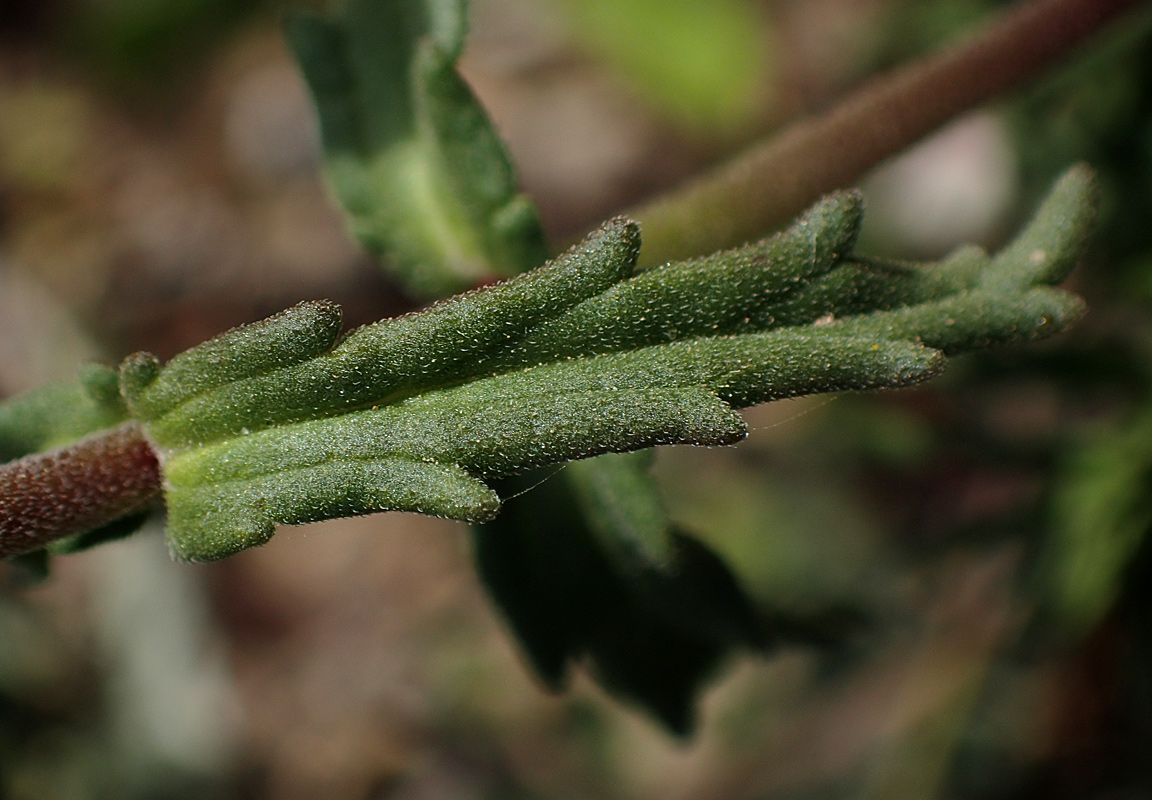 Image of Bellardia trixago specimen.