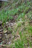 Carex macroura