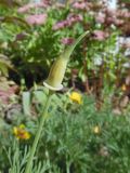 Eschscholzia californica