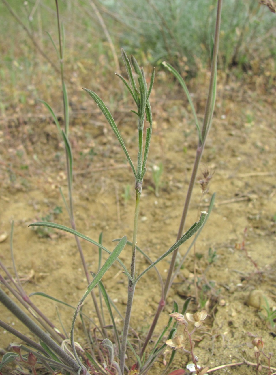 Image of Silene cyri specimen.