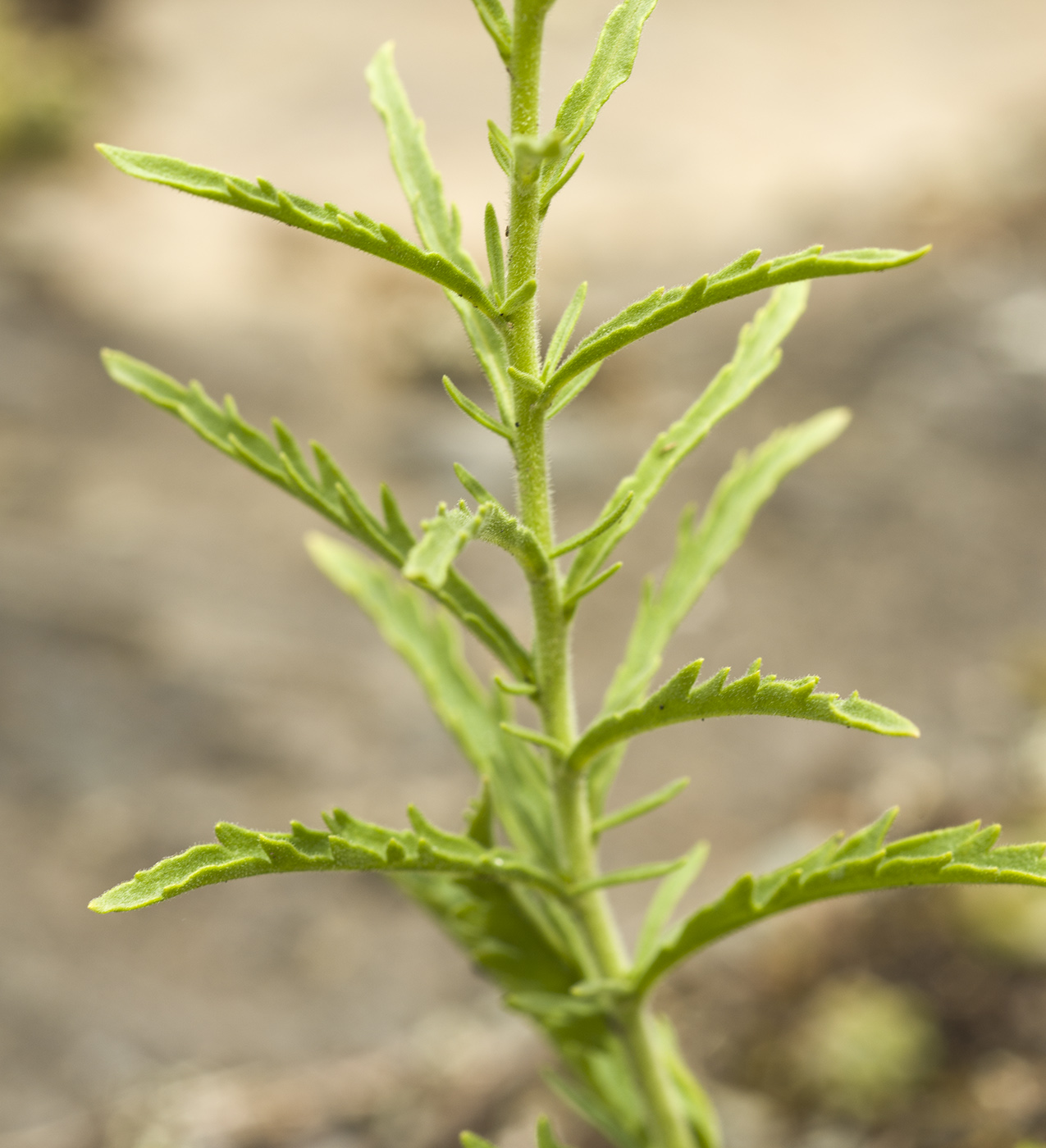 Image of Veronica &times; sessiliflora specimen.