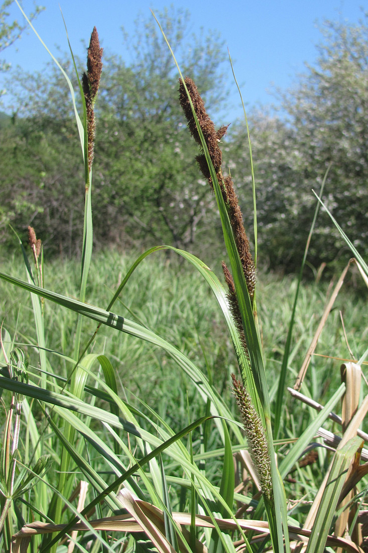 Изображение особи Carex riparia.