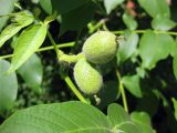 Juglans regia. Ветвь с незрелыми плодами. Украина, г. Киев, Южная Борщаговка, просп. Королёва. 10 июня 2010 г.