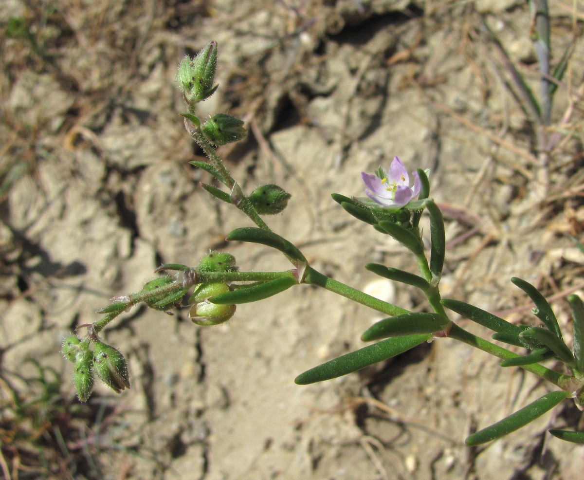 Image of Spergularia marina specimen.