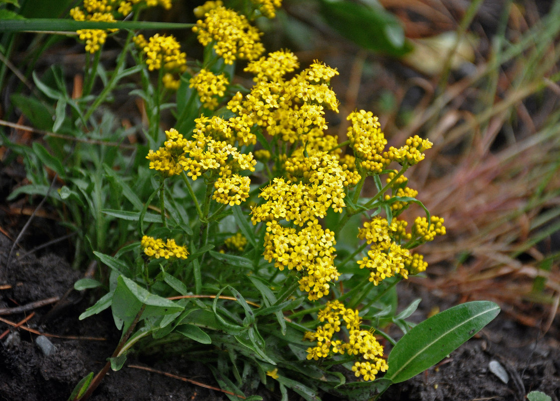 Image of Patrinia sibirica specimen.