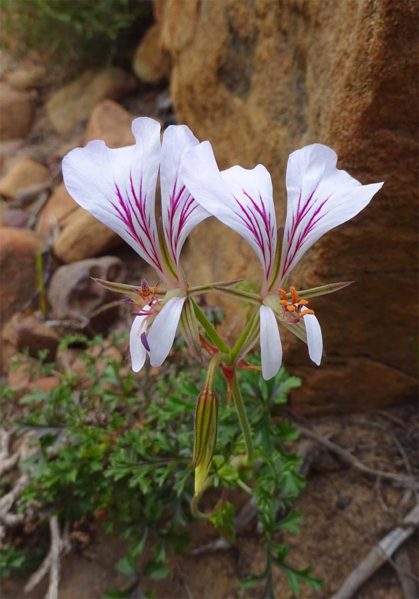 Image of Pelargonium myrrhifolium specimen.