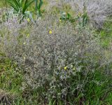 Helianthemum stipulatum