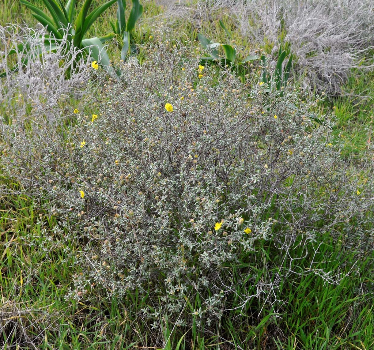 Image of Helianthemum stipulatum specimen.