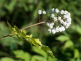 Actaea rubra form neglecta. Верхушка плодоносящего растения. Кировская обл., г. Киров, Ботанический сад Вятского государственного университета, в культуре. 07.07.2018.