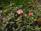 Rhododendron adamsii