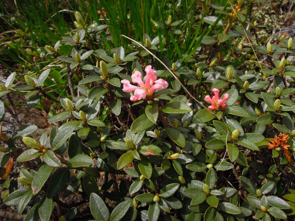 Image of Rhododendron adamsii specimen.