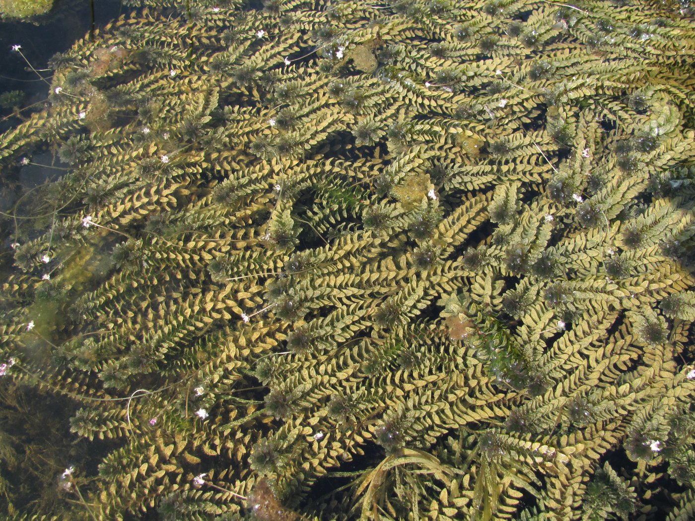 Image of Elodea canadensis specimen.