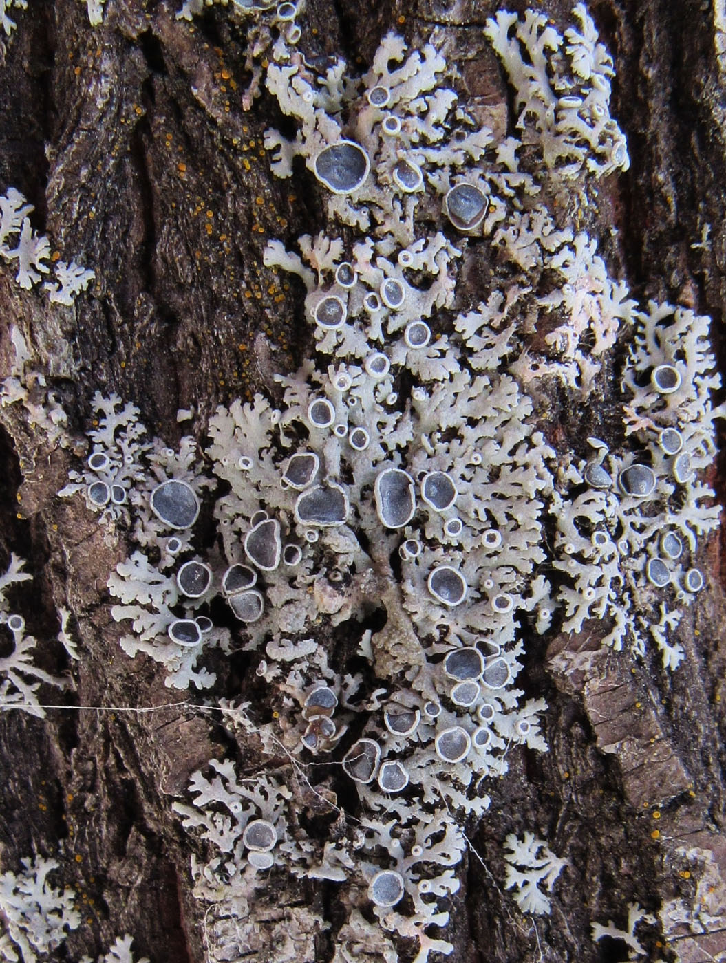 Image of Physcia stellaris specimen.