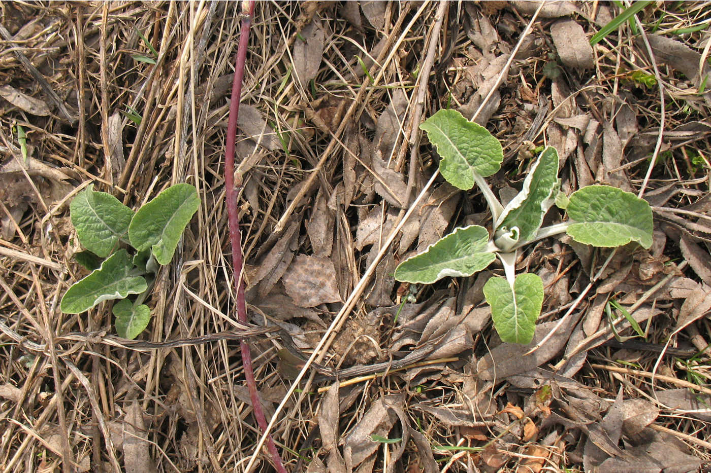 Изображение особи Arctium tomentosum.