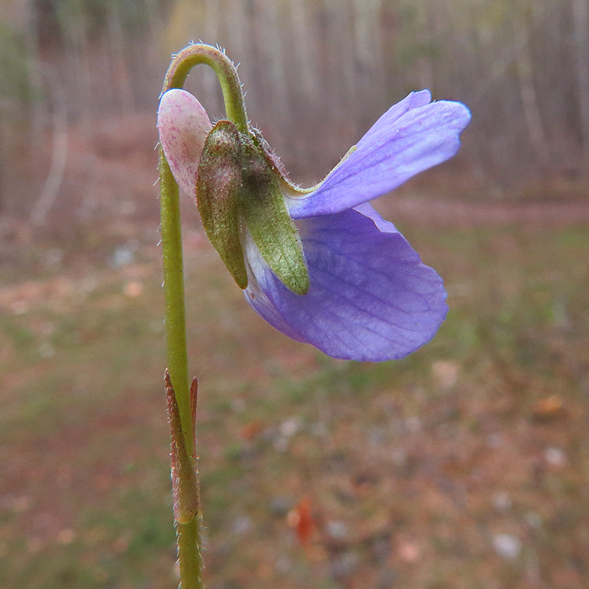 Image of Viola hirta specimen.