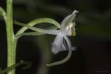 Platanthera chlorantha