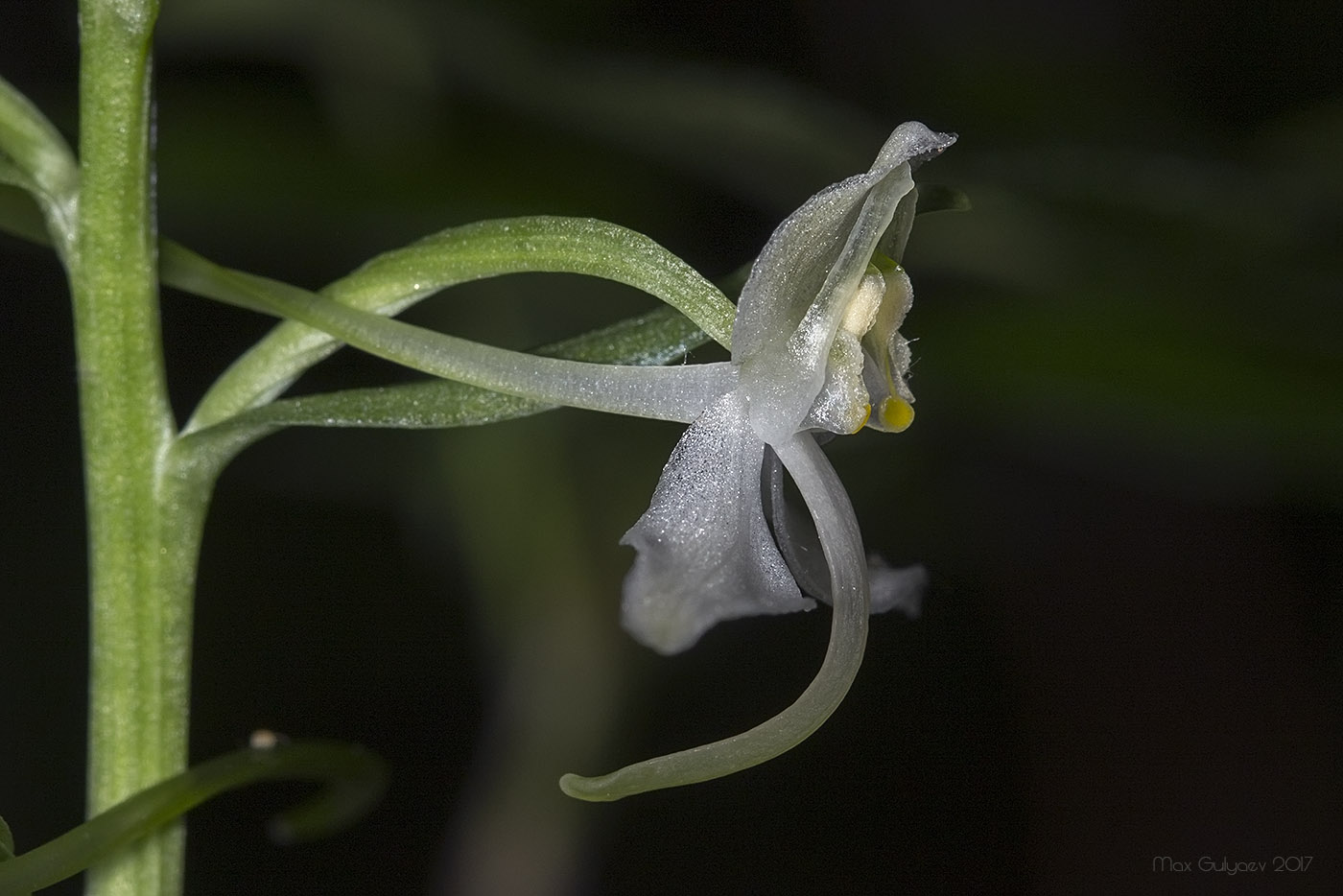 Изображение особи Platanthera chlorantha.